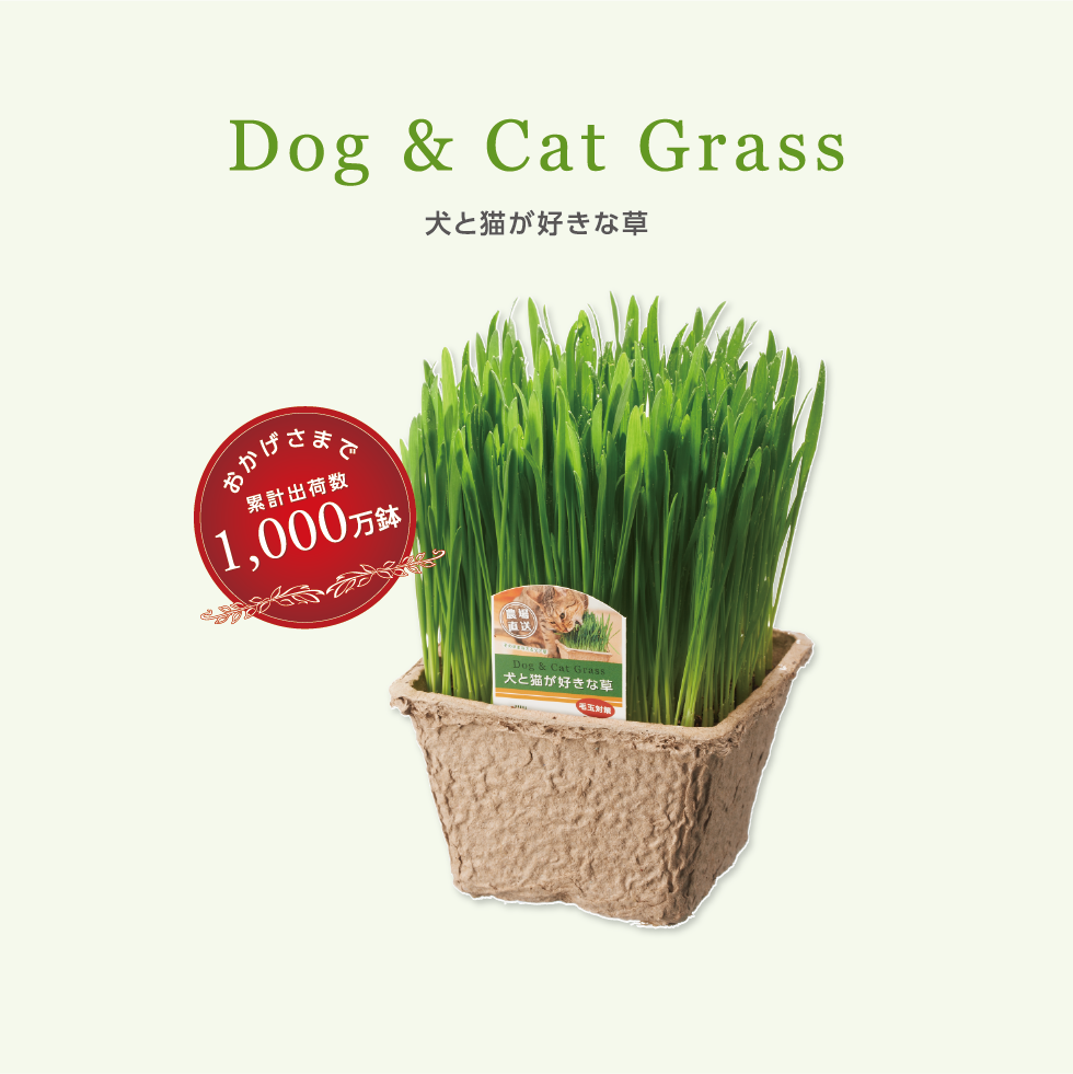 春夏新作 エイムクリエイツ GREEN Labo 犬と猫が好きな草のタネ 200ｇ 17500008